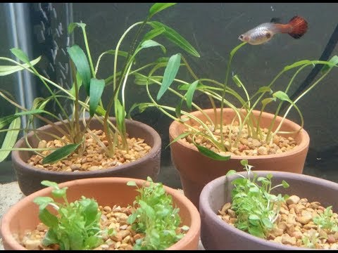 Aquarium Plants in Terra Cotta Pots - Experiment Day 1