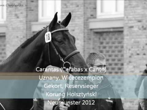 Carantas (Carabas x Canto), Reservsieger Holsteiner Korung  2012