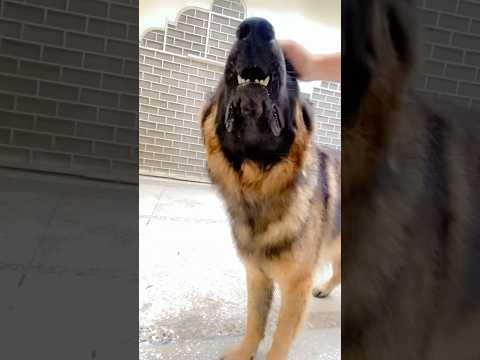 #germanshepherd #germanshepherdlovers #buddy #mom #baby #love #newsong #viralshorts #ytshorts #bae