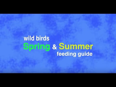 Wild Bird Spring & Summer Feeding Guide