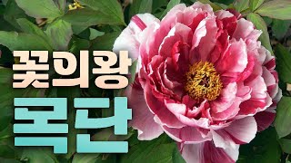 [5천원 할인이벤트] 모두가 기다리던 모란의 계절이 돌아왔습니다. 한국 최저가!