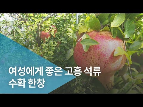 고흥석류생과 상품 영상 미리보기