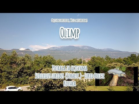 OLIMP, Potraga za gljivama 🇬🇷⛰️🍄🔍Suillellus luridus, Kovara, Lurid Bolete