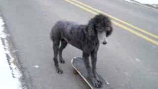 My Skateboarding Dog