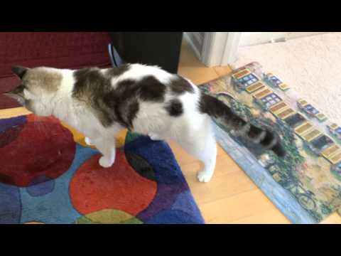 Cat falling over, losing balance (new video) (neurologic disease)