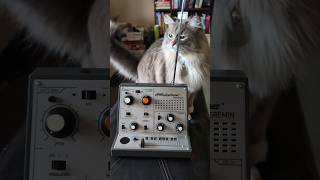 My cat plays the Stylophone Theremin