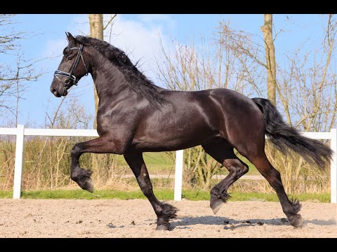 Stal Okkema's Haitse - Tsjalle x Onne - Star Gelding - 2018 - 1.68m