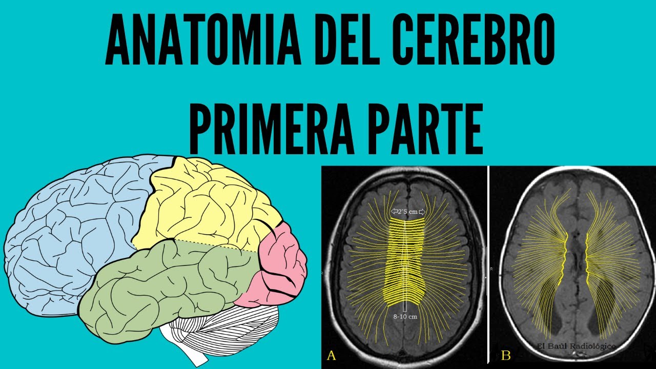 Anatomía del Cerebro (Parte 1)