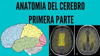 Anatomía del Cerebro (Parte 1)