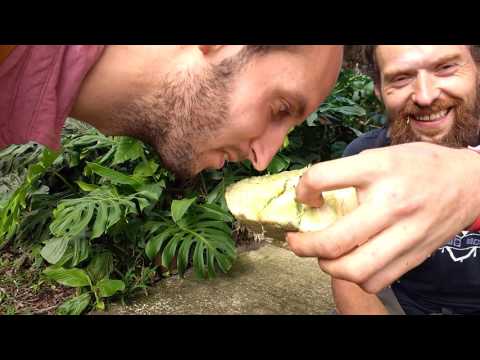 Tropical Fruit 2017 Cannonball Tree Fruit