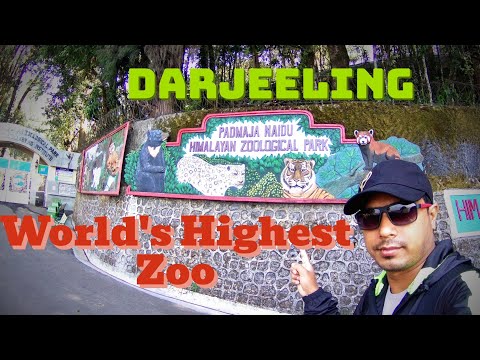 Padmaja Naidu Himalayan Zoological Park || World's Highest Zoo || Darjeeling Zoo