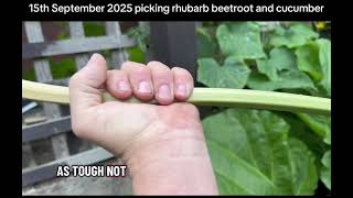 How to grow rhubarb , this is September 25￼￼