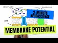 2 Minute Neuroscience Membrane Potential