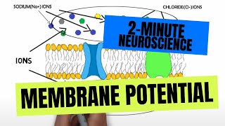 2-Minute Neuroscience: Membrane Potential