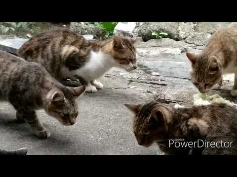 How  Survive the Feral Cats in their Situation|Cat's Life
