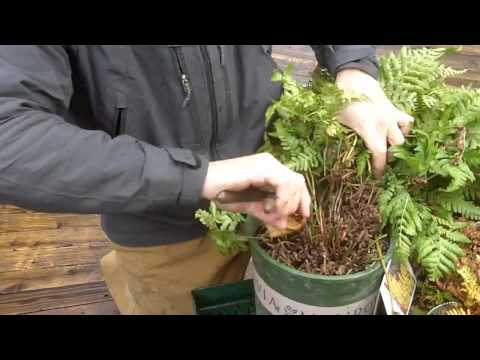 download lagu mp3 mp4 How To Prune Ferns, download lagu How To Prune Ferns gratis, unduh video klip How To Prune Ferns