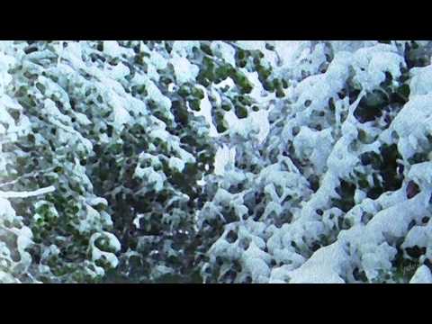 Promises Fulfilled - Christmas in Depth