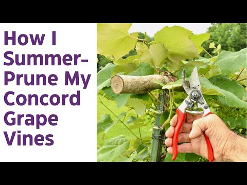 How I Summer-Prune My Concord Grape Vines