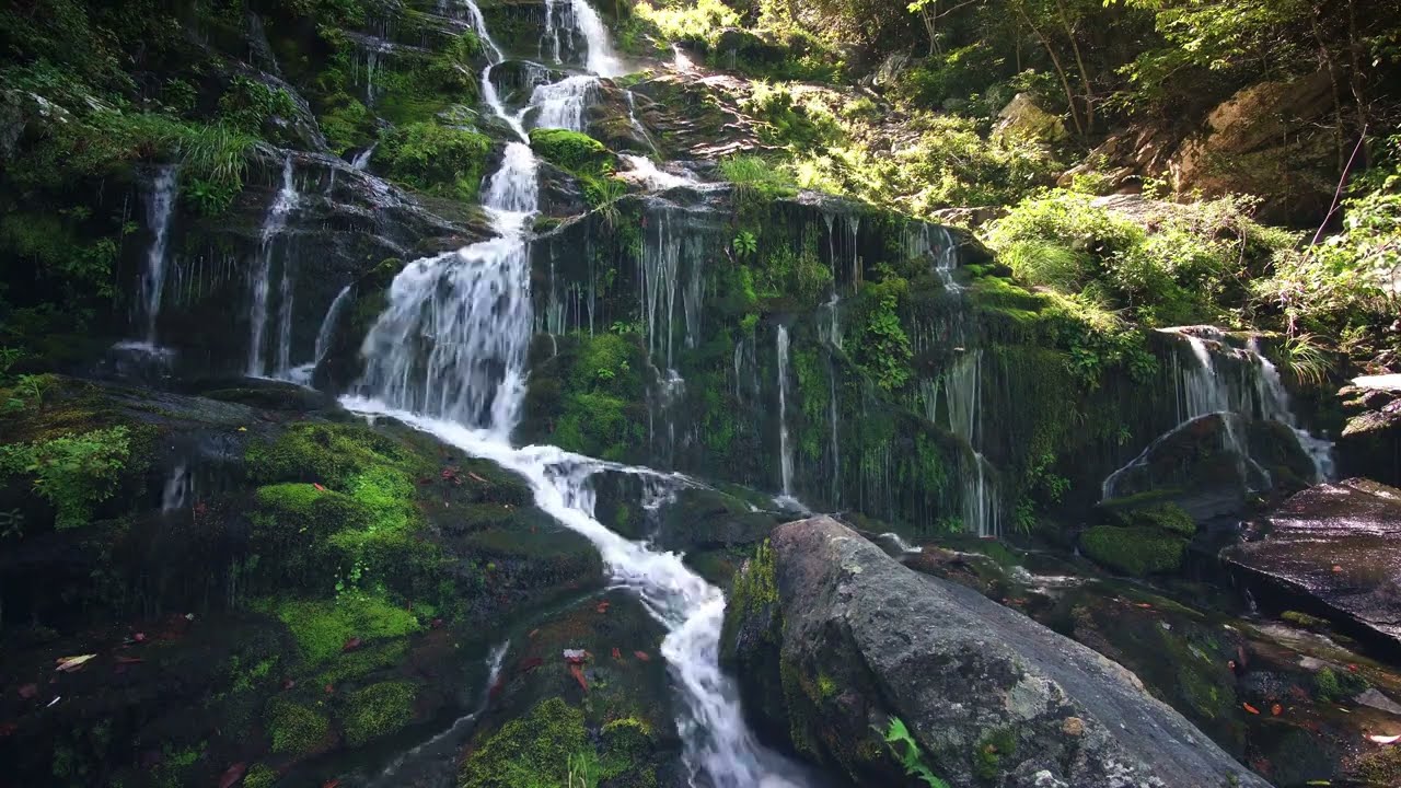 Waterfall, Rocks and Green Trees in Nature | 4k Video Footage