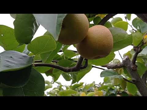 Czy warto uprawiać gruszę azjatycką🍐🍐🍐?