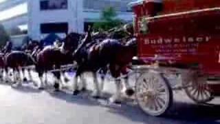 preview picture of video 'Clydesdale Horses'