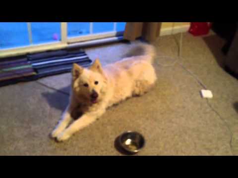 What kind of dog breed is this?