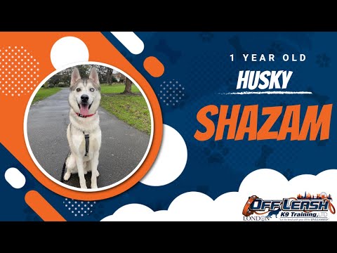 Best Husky Dog Training | Shazam | Dog Training in London