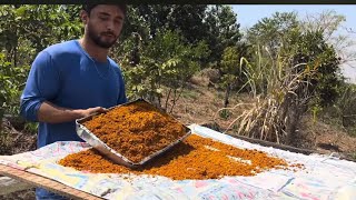 COMO MEU FILHO ARRUMA O AÇAFRÃO 