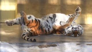 TOKYU Kushiro 260119