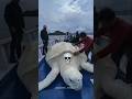 Big Animals