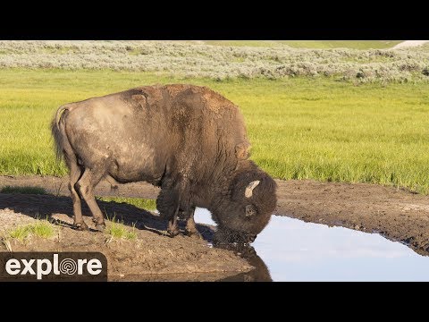 Bison Water Hole - Grasslands National Park powered by EXPLORE.org