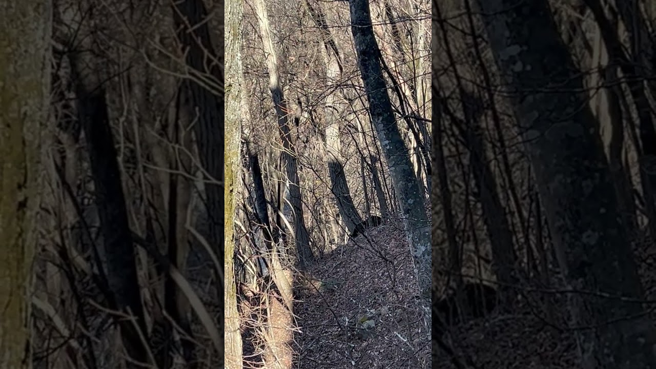 Cute Bear By My House in Japan!  ADIOS going for a walk on the mountain by myself