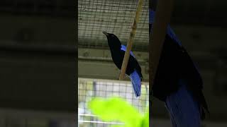 Download lagu Kicau Cucak Biru di Mini Aviary Depan Rumah mp3 Download lagu Kicau Cucak Biru di Mini Aviary Depan Rumah mp3