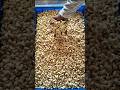Small Business Palasa Cashew Ki Intha Demand Aa Trendingshorts Shorts Food