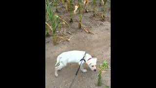 preview picture of video 'Akela and me in a Clearwater MN cornfield.'