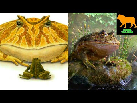 BEELZEBUFO | O Sapo que comia Pequenos Dinossauros!!?