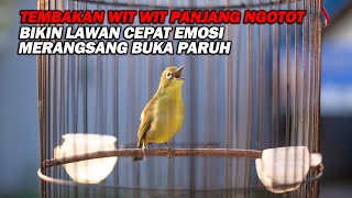 Download lagu PANCINGAN PLECI NEMBAK WIT WIT PANJANG NGOTOT, BIKIN LAWAN IKUT NEMBAK  EMOSI DAN CEPAT BUKA PARUH mp3