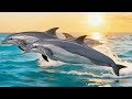 Dolphin Dance - A song about Dolphin Joy