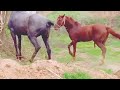 OHO HorseMating Donkey Donkeys Breeding Animals Mating Compilation 2023 Donkeymeeting Donkey