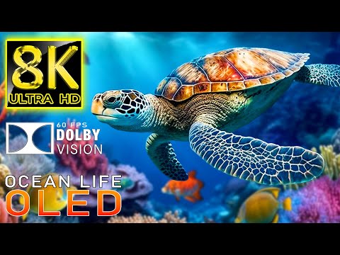 The Colors of the Ocean 8K ULTRA HD - The Best 8K Sea Animals for Relaxation & Calming Music