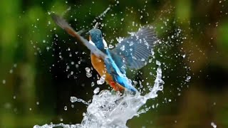 Amazing  Kingfisher 🕊️ Birds whatsapp  status