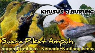 Download lagu SUARA PIKAT BURUNG SOGON DAN KEMADE KUTILANG EMAS. SANGAT AMPUH.. mp3