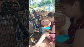 Download lagu Story wa kekinian burung murai batu mp3 Download lagu Story wa kekinian burung murai batu mp3