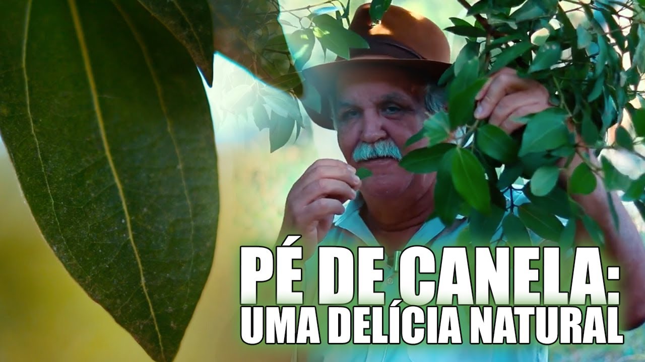 Watch Now DE ONDE VEM A CANELA, COMO É O PÉ DE CANELA (CANELEIRA) E PRA QUE SERVE A CANELA VEJA TUDO AGORA DE ONDE VEM A CANELA, COMO É O PÉ DE CANELA (CANELEIRA) E PRA QUE SERVE A CANELA VEJA TUDO AGORA