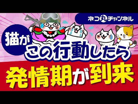 猫の出産後、発情期になるまでどれくらいかかるのでしょうか?