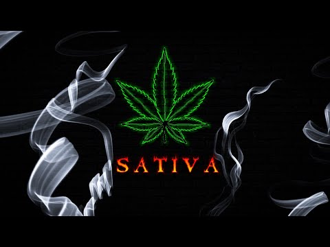Chvdy67 - "Sativa" (OFFICIAL VIDEO)