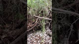 preview picture of video 'Shell mound at Cedar key'