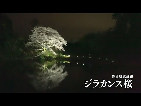 佐賀県武雄市　［川内ジラカンス桜］通常バージョン