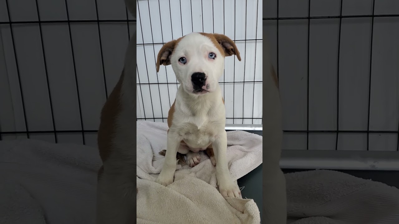 Enlarge Skye Blue eyes, a Adoptable mixed breed in Blairstown, NJ video 5/5