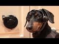 Crusoe Dachshund Outsmarts Furbo Dog Camera Almost